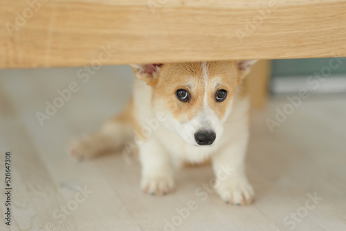 Corgi dog breed. Dog at home. Corgi lies on the bed. High quality photo