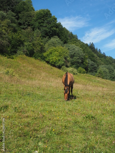 Nature summer horses