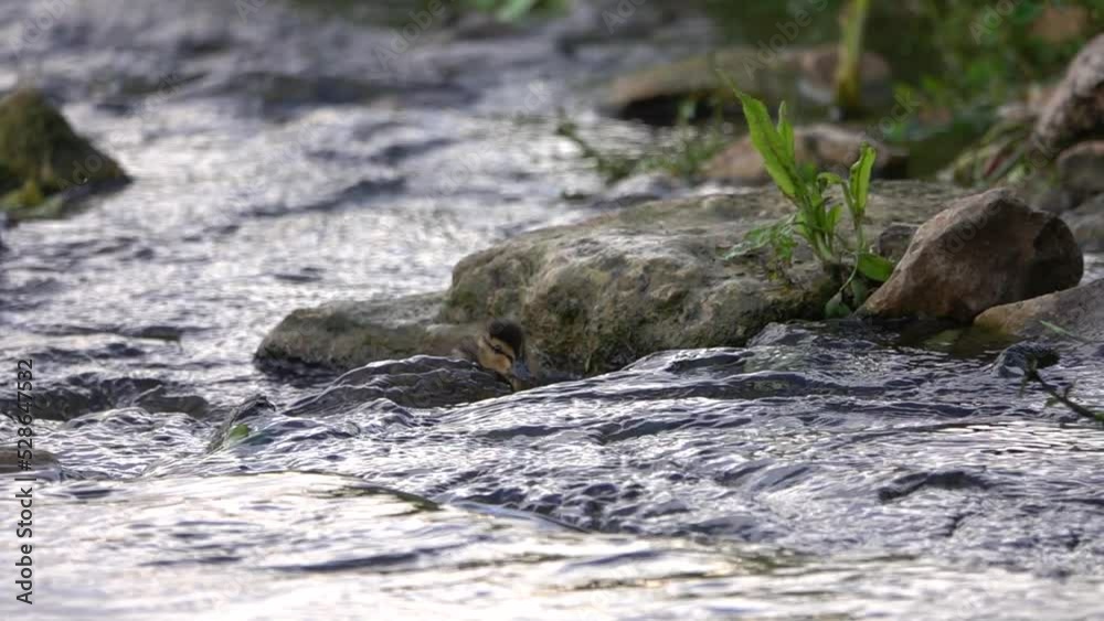 Small duckling swimming upstream in small waterfall
Israel Jerusalem wildlife, 2022
Small duckling swimming upstream in small waterfall
Israel Jerusalem wildlife, 2022