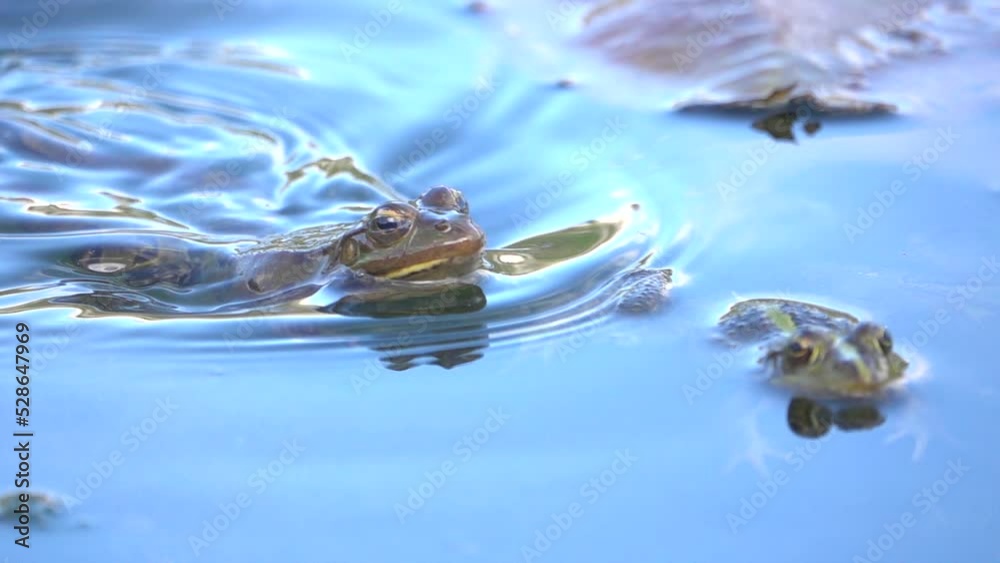 Frogs croaking and courting in calm lake close up

Israel Jerusalem wildlife, 2022
