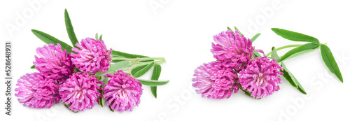 Fototapeta Naklejka Na Ścianę i Meble -  Clover or trefoil flower medicinal herbs isolated on white background