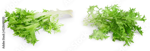 Fresh green leaves of endive frisee chicory salad isolated on white background with and full depth of field