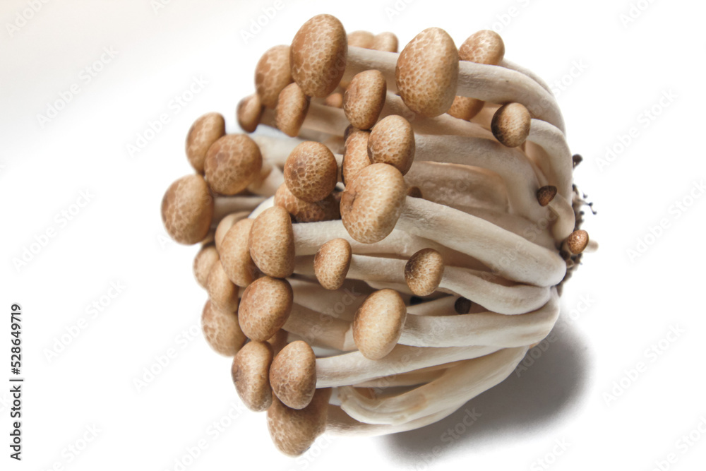 Brown beech mushrooms or Shimeji mushrooms isolated on white background. Brown beech mushrooms or Shimeji mushrooms isolated on white background.