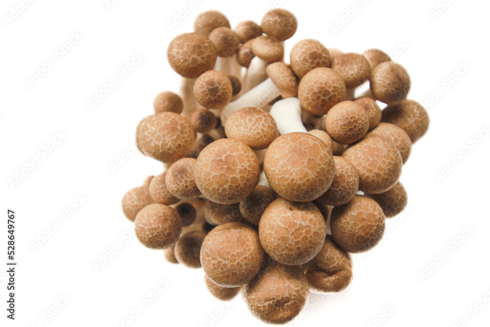 Brown beech mushrooms or Shimeji mushrooms isolated on white background. Brown beech mushrooms or Shimeji mushrooms isolated on white background.