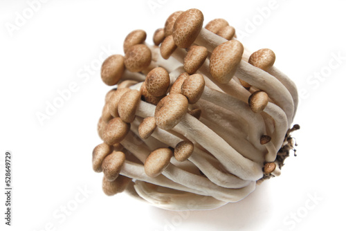 Brown beech mushrooms or Shimeji mushrooms isolated on white background.