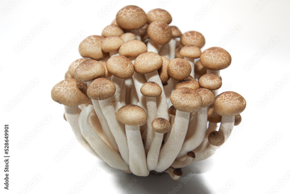 Brown beech mushrooms or Shimeji mushrooms isolated on white background. Brown beech mushrooms or Shimeji mushrooms isolated on white background.