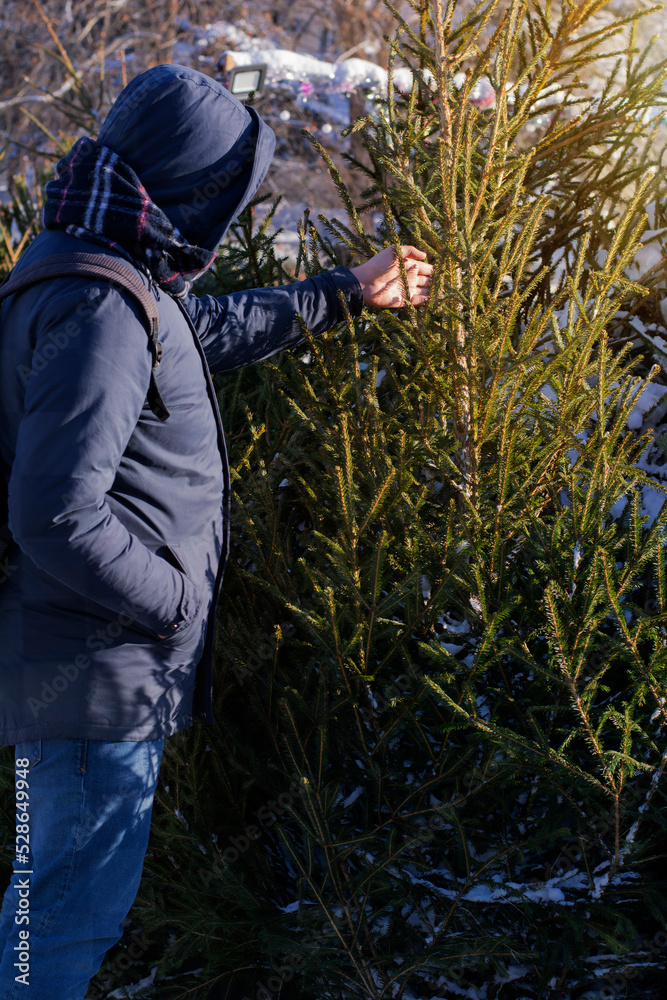 Back view of a man choosing a Christmas tree at an outdoor Christmas market. Man buying Christmas tree. No face. Concept: choice of decor for the holiday, Christmas or winter holidays, December 25
