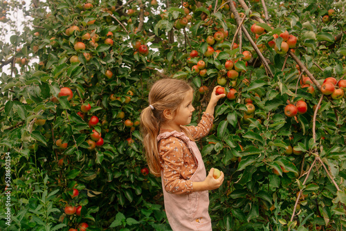 Photo little girl picking apples in garden