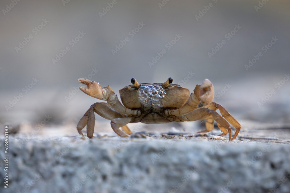 Freshwater crab species, Satara, Maharashtra, India