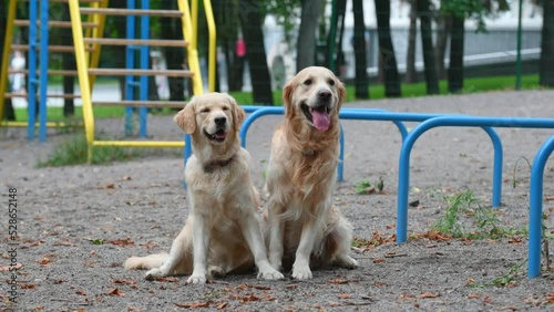 Two young golden retriever dogs sitting outdoors together during training and looking at cmera. Purebred doggy pets labradors at street with tonque out photo