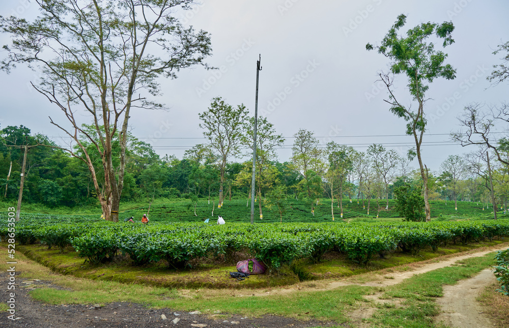 Tea garden in Kaziranga, Assam Stock Photo Adobe Stock