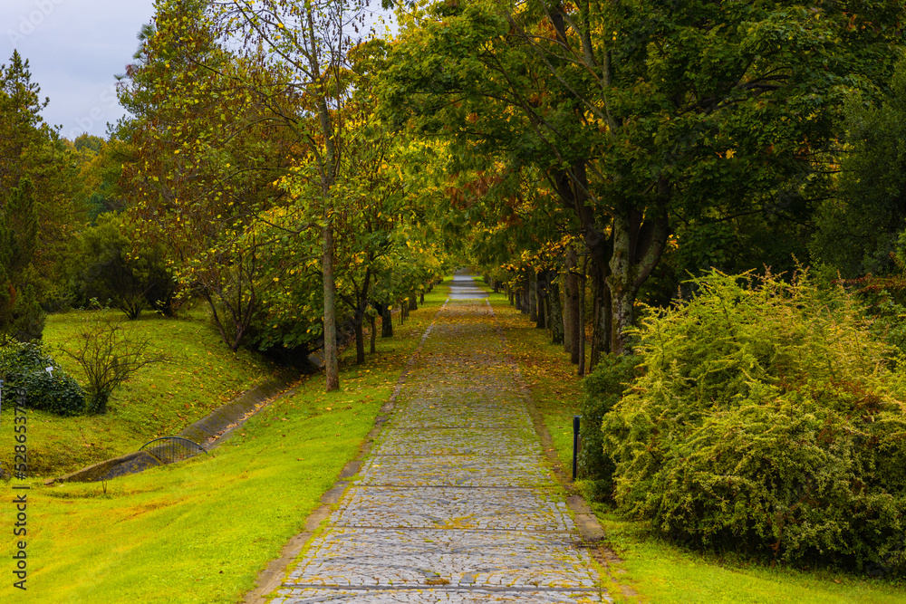 Park at the autumn. Fall background photo. Road in the park