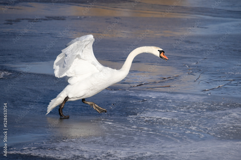 Fototapeta premium Mute swan is large white duck