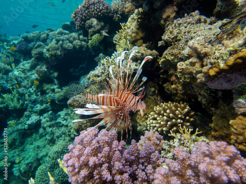 Pterois volitans or Lionfish Zebra in Red Sea coral reef  Egypt  Hurghada