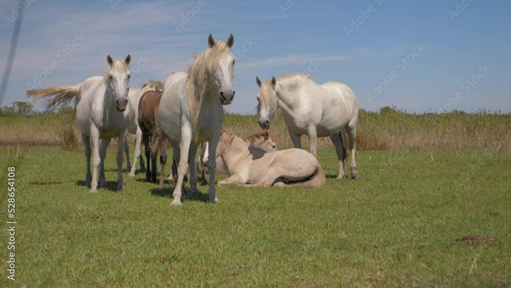 Free running horses standing in a field of Camargue, France. Free running horses standing in a field of Camargue, France.