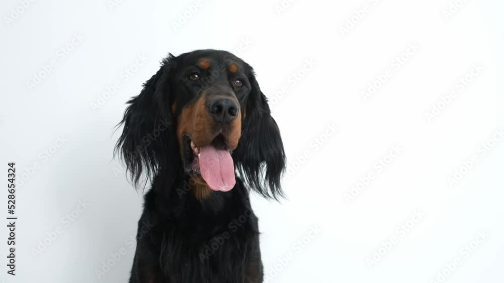 Scottish setter dog sitting straight with tongue out on white background, slow motion Scottish setter dog sitting straight with tongue out on white background, slow motion