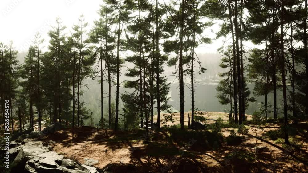 Beautiful remote evergreen forest in mountain