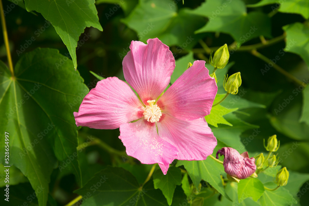 Hibiscus Mutabilis pink bacground Hibiscus Mutabilis pink bacground