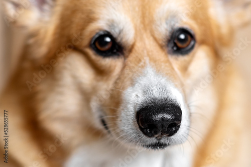 pembroke welsh corgi dog close up muzzle, focus on nose