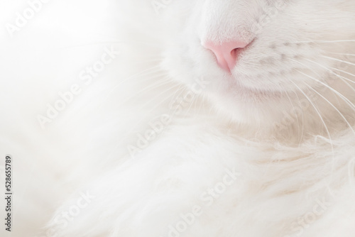 white fluffy cat close up muzzle, focus on pink nose