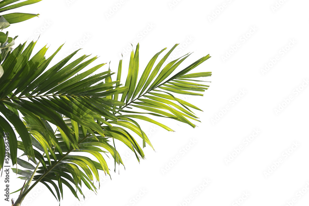 palm tree leaves foreground palm tree leaves foreground