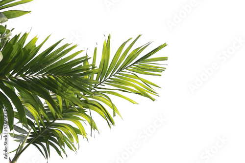 palm tree leaves foreground 
