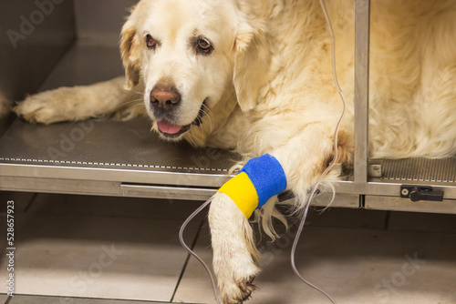 Adult Golden Retriever dog patient in the veterinary clinic. Dog's paw with catheter for a dropper under a bandage.