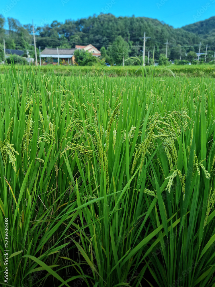 Fototapeta premium Close up to korea rice seeds in ear of paddy