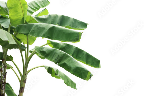 Realistic banana tree foreground isolated