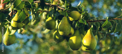 Fotografie Pears grow on a tree in the garden. Selective focus.