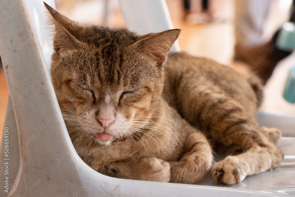 Cute Sleepy Cat on Chair with Tongue Sticking Out