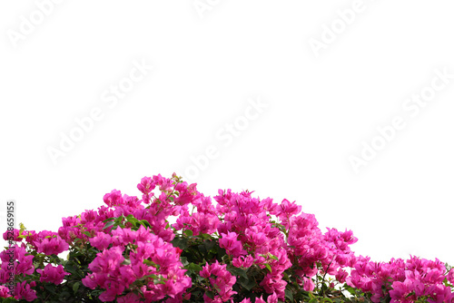 Realistic flowering plants foreground isolated photo