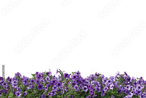 Realistic flowering plants foreground isolated