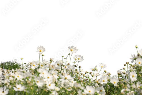 Fototapeta Naklejka Na Ścianę i Meble -  Realistic flowering plants foreground isolated