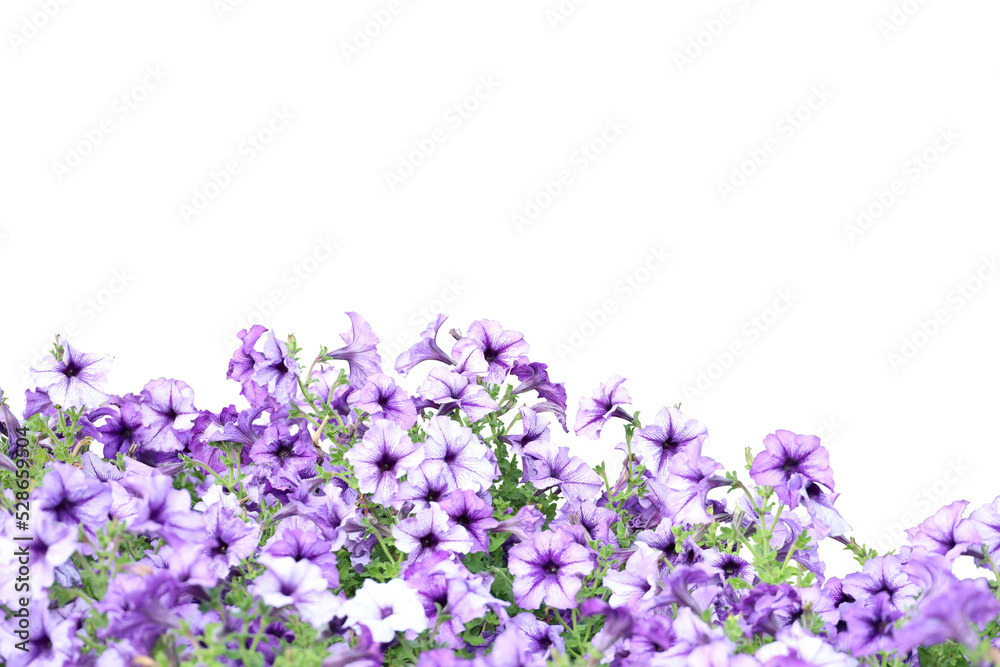 Fototapeta premium Realistic flowering plants foreground isolated