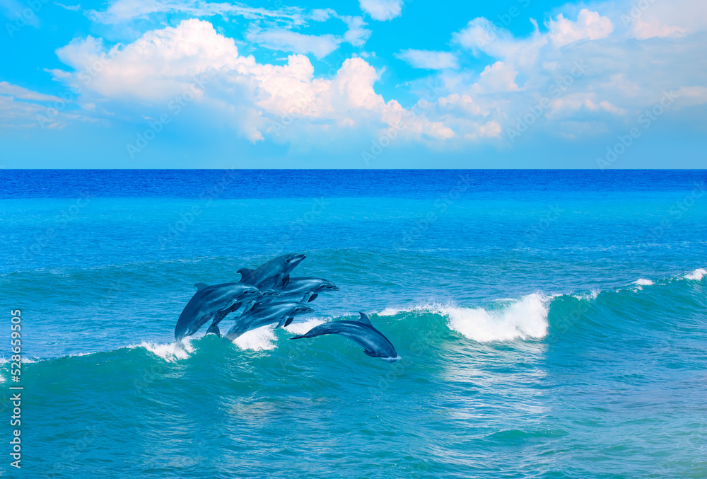 Fototapeta premium Group of dolphins jumping on the water - Beautiful seascape and blue sky