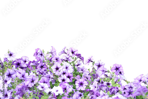 Realistic flowering plants foreground isolated