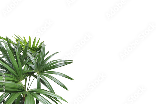 Realistic lady palm foreground