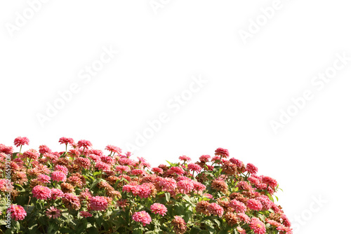 Fototapeta Naklejka Na Ścianę i Meble -  Realistic flowering plants foreground isolated