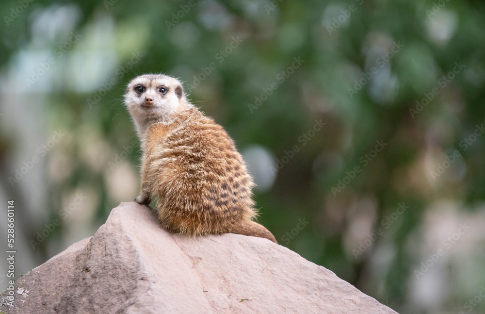 Fototapeta premium he meerkat, also called suricates or outdated Scharrtier, is a species of mammal from the mongoose family