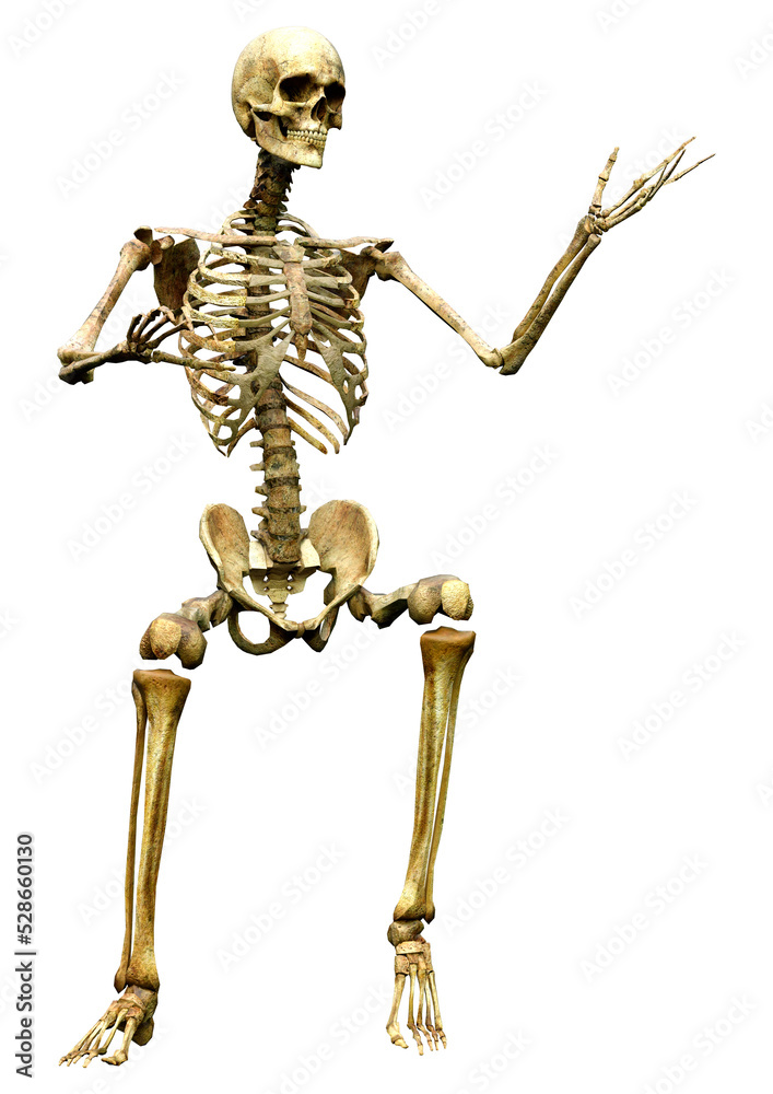 3D Rendering Human Skeleton on White 3D Rendering Human Skeleton on White
