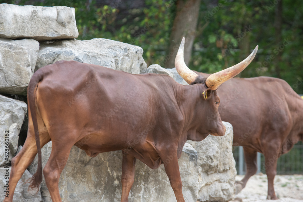 The Watussirind or Ankolerind is a breed of domestic cattle in East Africa. It was created by crossing ancient Egyptian longhorn cattle with humpback cattle, also known as zebus. The Watussirind or Ankolerind is a breed of domestic cattle in East Africa. It was created by crossing ancient Egyptian longhorn cattle with humpback cattle, also known as zebus.