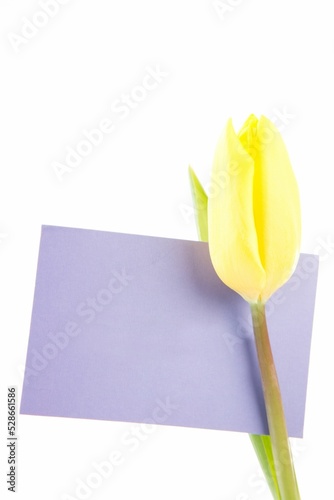 Tulip with card