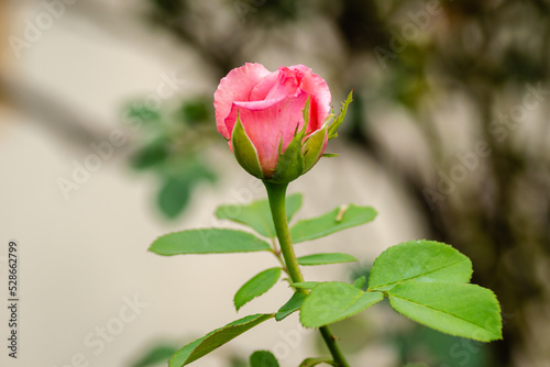 Wallpaper Mural Yellow red roses bud. Yellow red roses bud, nature background Torontodigital.ca