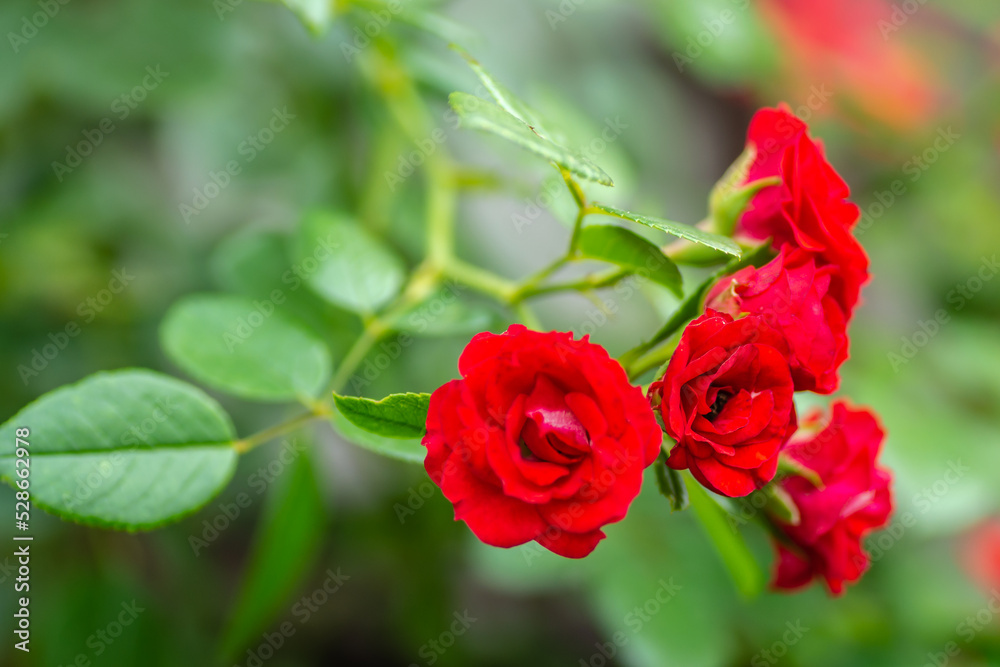 Obraz premium Blooming tiny red roses on a green surface.