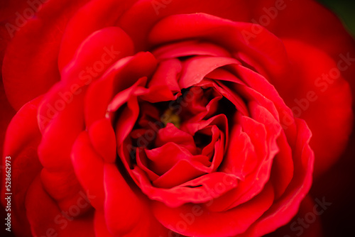A blooming red rose. Red rose backround - beautiful flower closeup.