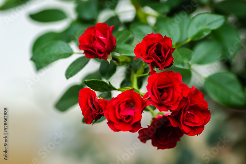 Blooming tiny red roses on a green surface.