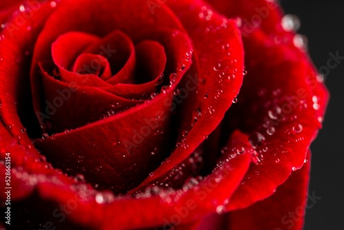 Red rose with water drops