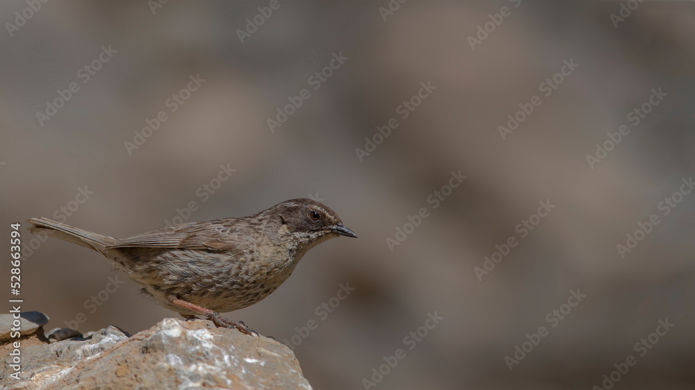 Radde`s Accentor is on the rock. Radde`s Accentor is on the rock.