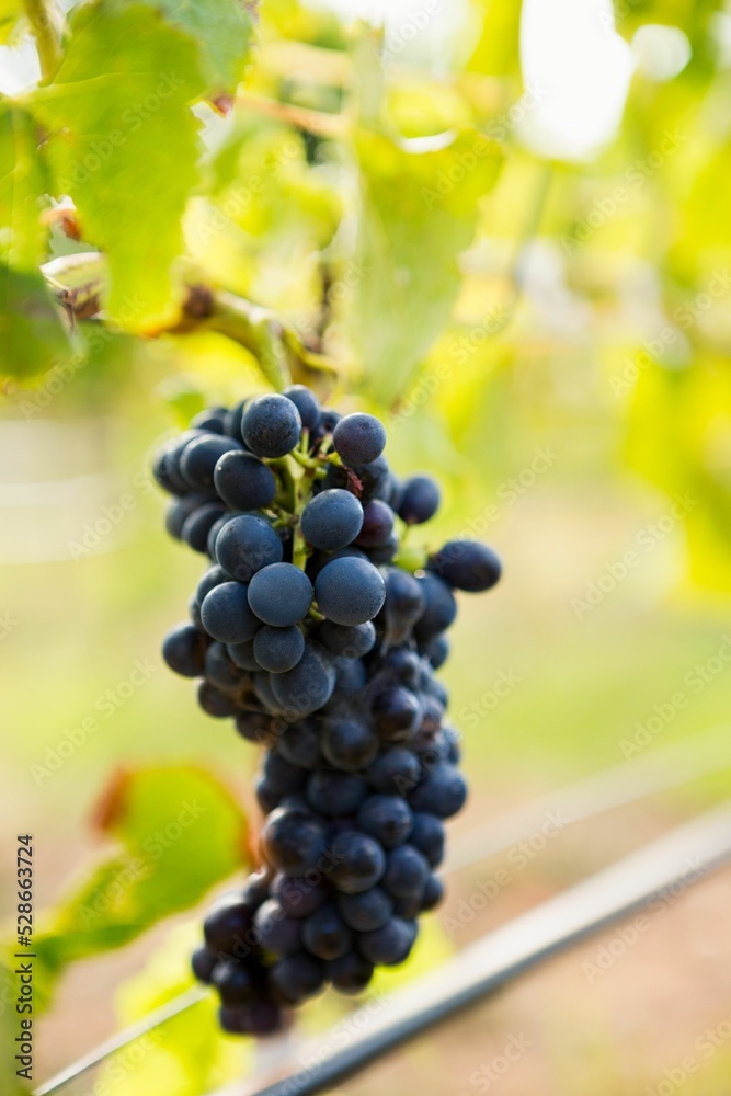 Bunch of ripe grapes Bunch of ripe grapes
